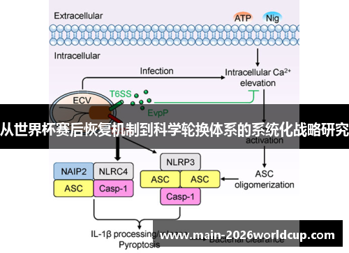 从世界杯赛后恢复机制到科学轮换体系的系统化战略研究